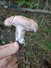 Russula vinacea