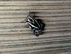 Apantesis williamsii