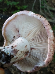 Russula vinacea