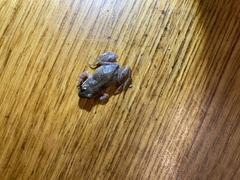 Cacosternum australis