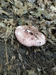 Russula vinacea