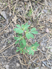 Acmispon denticulatus