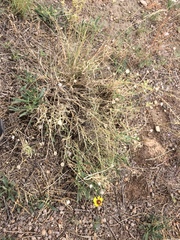 Gaillardia multiceps