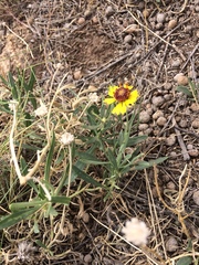 Gaillardia multiceps