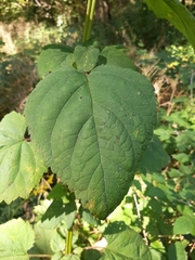 Scrophularia marilandica