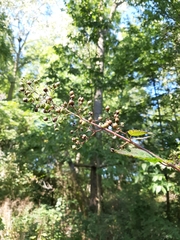 Scrophularia marilandica