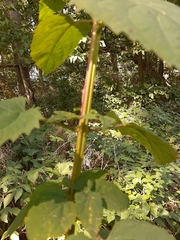 Scrophularia marilandica