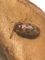 Phloiophilus edwardsii