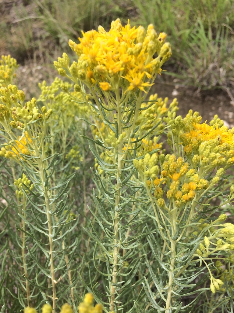 Southern Goldenbush