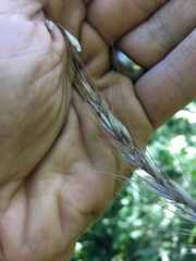 Elymus wiegandii