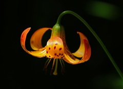 Lilium pardalinum shastense
