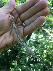 Elymus wiegandii