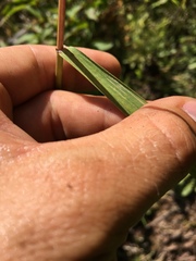 Elymus wiegandii