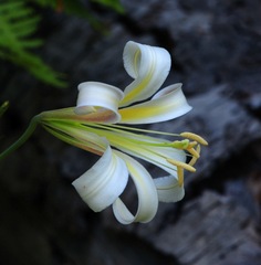 Lilium washingtonianum