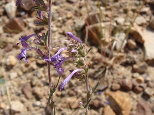 Image of Ipomopsis thurberi by (c) Alexis López Hernández, some rights reserved (CC BY)