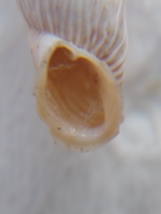 Albinaria senilis