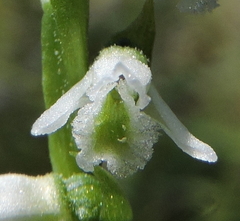Spiranthes lacera lacera