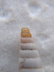 Albinaria senilis