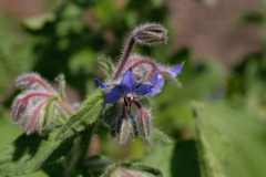 Borago