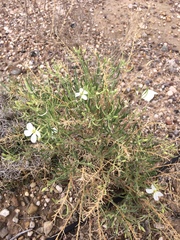 Nerisyrenia linearifolia