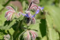 Borago