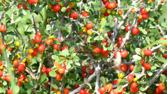 Schaefferia cuneifolia