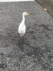 Bubulcus ibis