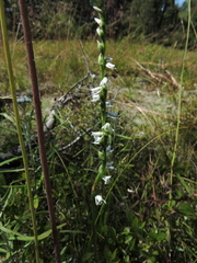 Spiranthes lacera lacera
