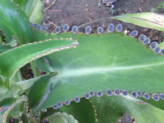 Kalanchoe daigremontiana