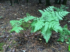 Pteridium aquilinum image