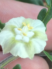 Chamaesaracha coronopus