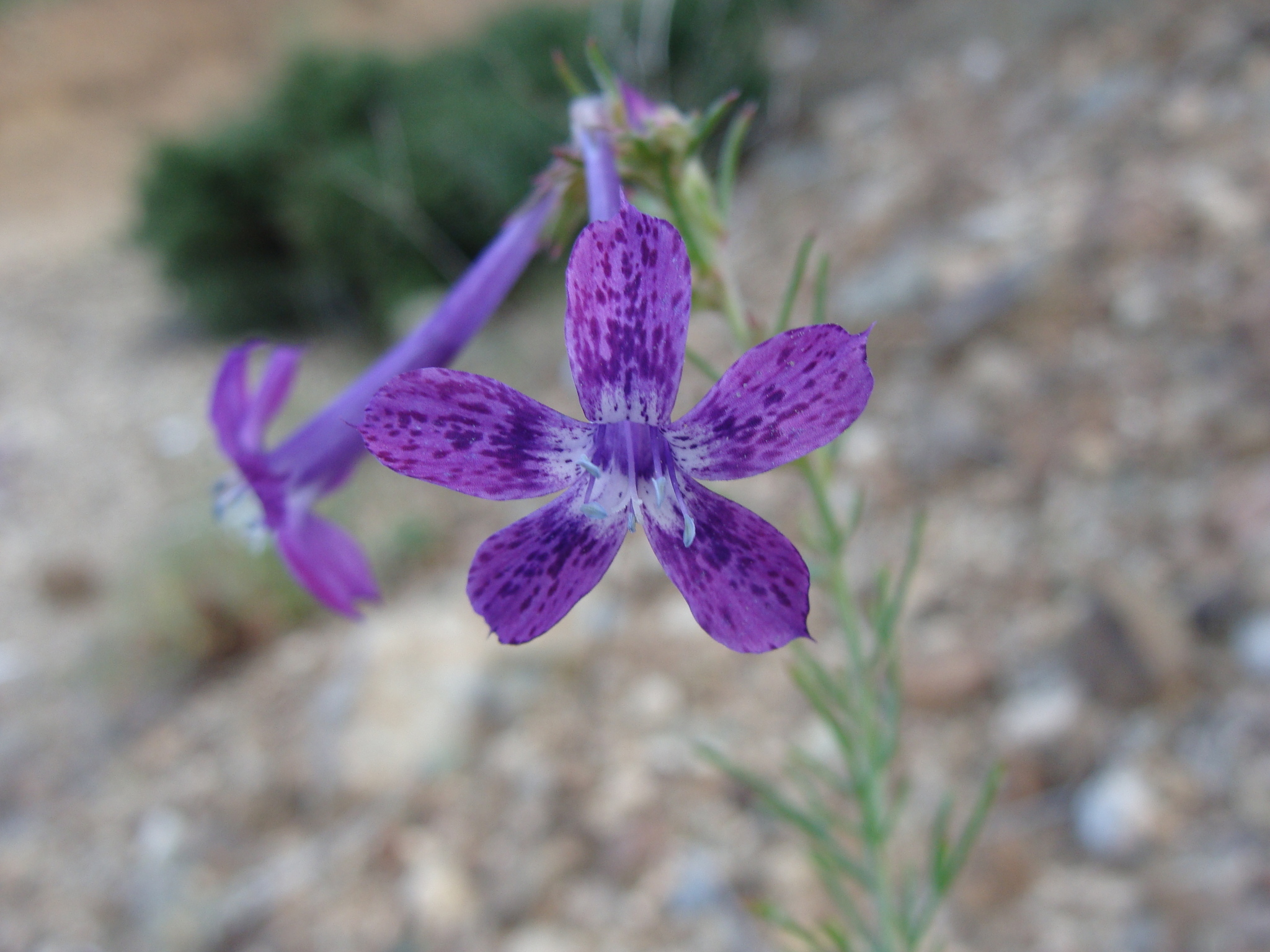 Ipomopsis thurberi