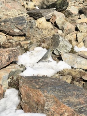 Melanodera xanthogramma