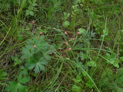 Geranium krylovii