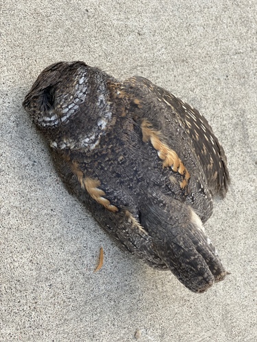 Flammulated Owl