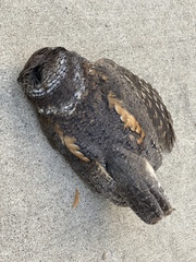 Flammulated Owl photo 4