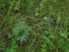 Geranium krylovii