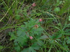 Geranium krylovii