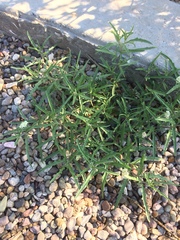 Chamaesaracha coronopus