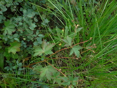 Geranium krylovii