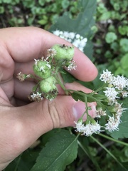 Schizomyia eupatoriflorae