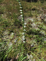 Spiranthes lacera lacera