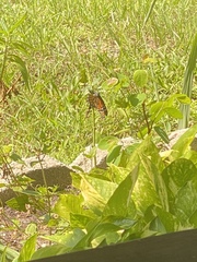 Danaus plexippus