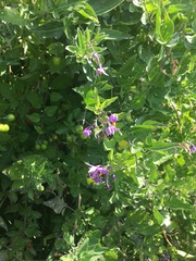 Solanum dulcamara