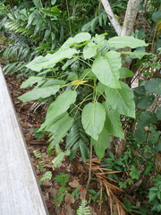 Claoxylon indicum