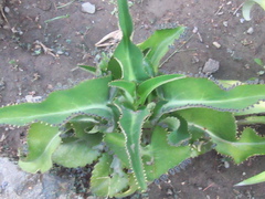 Kalanchoe daigremontiana
