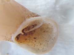 Stigmatica stigmatica