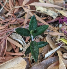 Magnoliopsida
