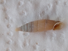 Stigmatica stigmatica