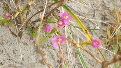 Centaurium littorale